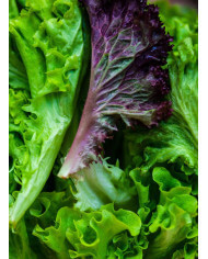 centrífuga industrial de frutas y vegetales plaspak