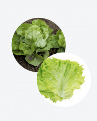 LAVADORA DE VEGETALES