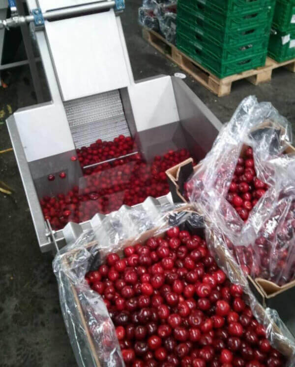 lavadora frutas y vegetales